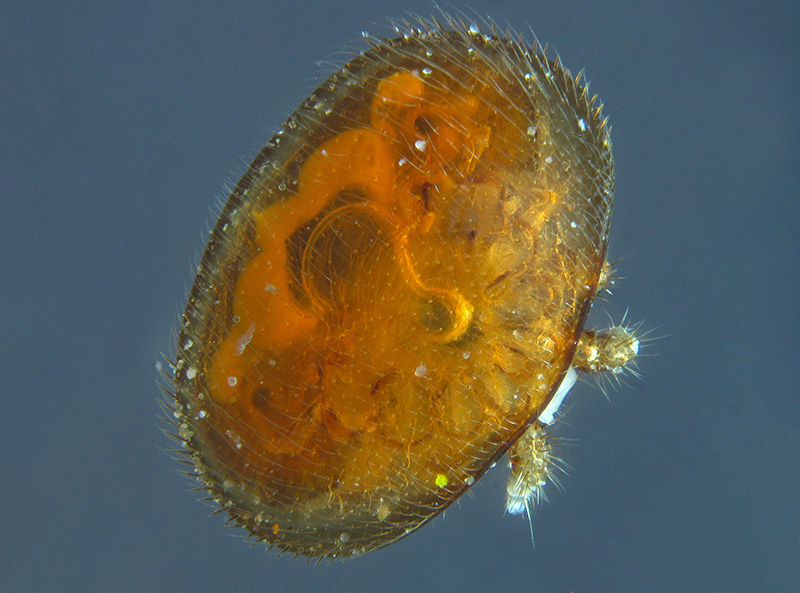 Varroa destructor